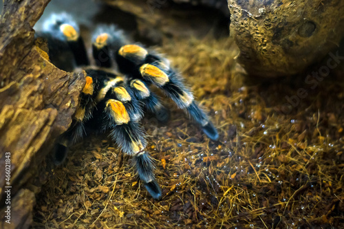 Brachypelma smithi. A tarantula spider sits in a shelter awaiting prey.