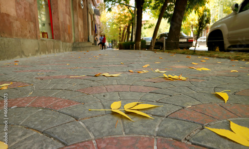 Closeup of vivid yellow autumn leaves fallen on the sidewalk