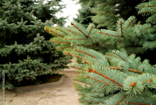 Closeup Branches of Green Spruce Tree in the Mountainside Garden
