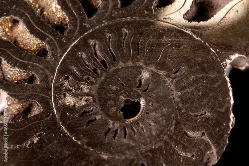 Macro mineral stone Ammonite shell on a black background