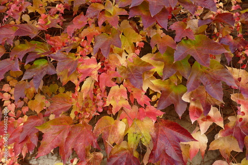 Red autumn leaves, Parthenocissus tricuspidata, on wall.