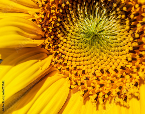 close up of sunflower