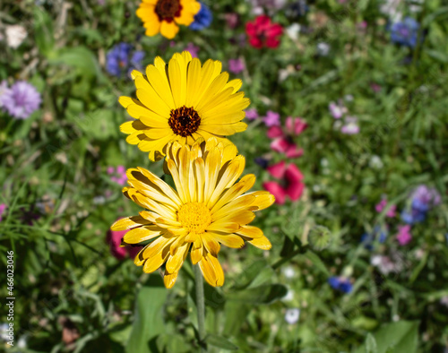 closeup of yellow wild flowers