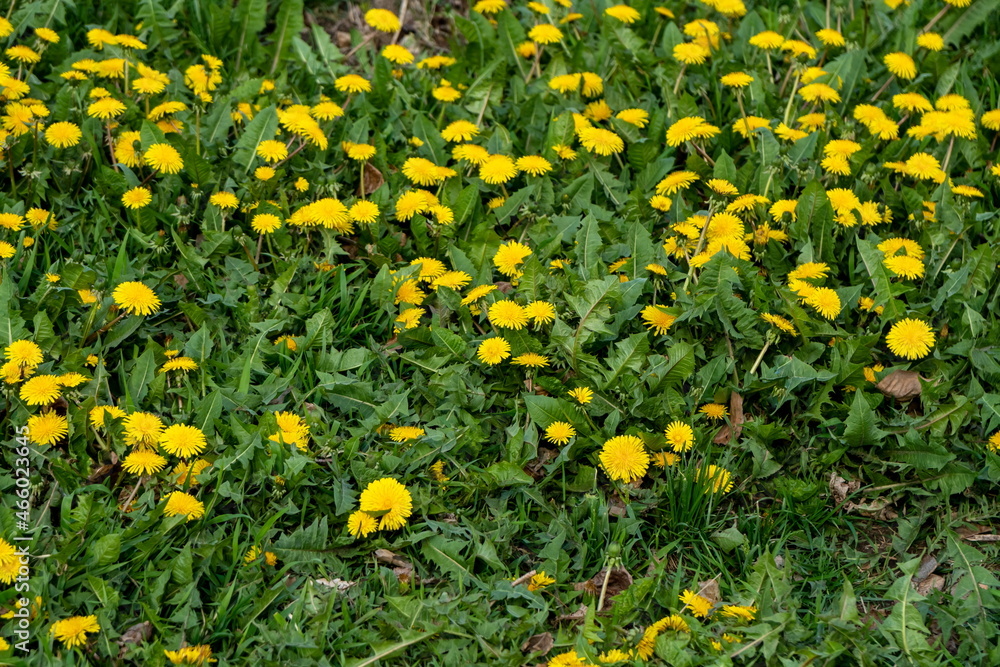 A glade with blooming yellow dandelions (lat. Taraxacum) among green foliage in spring.