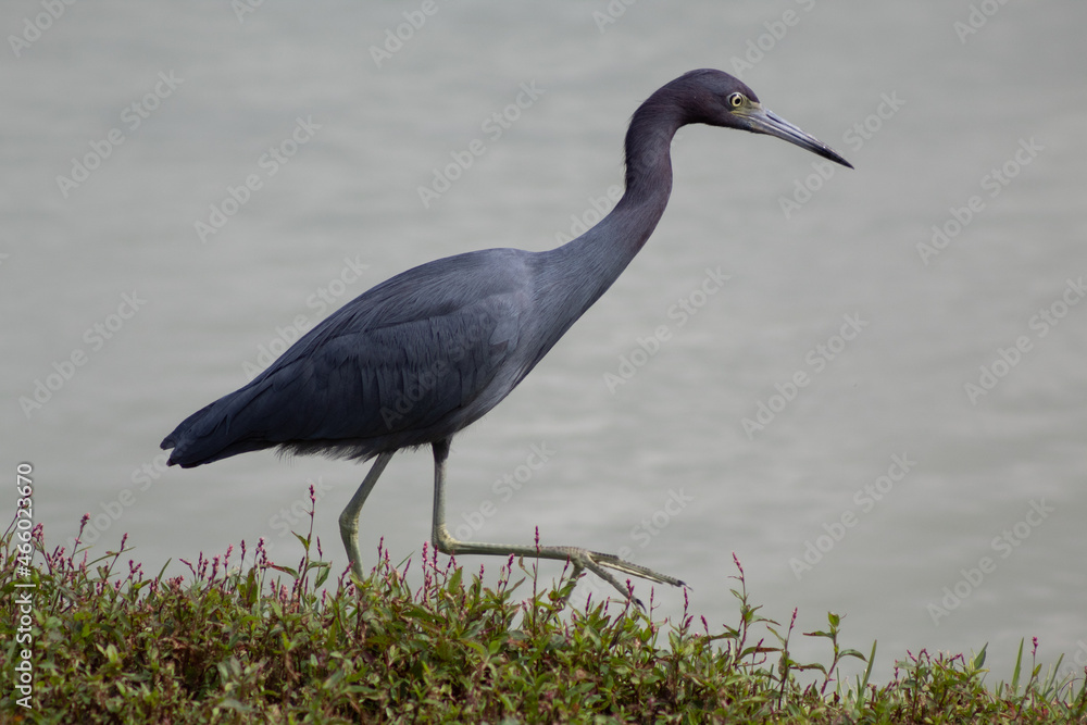 Fototapeta premium Blue Heron by Pond