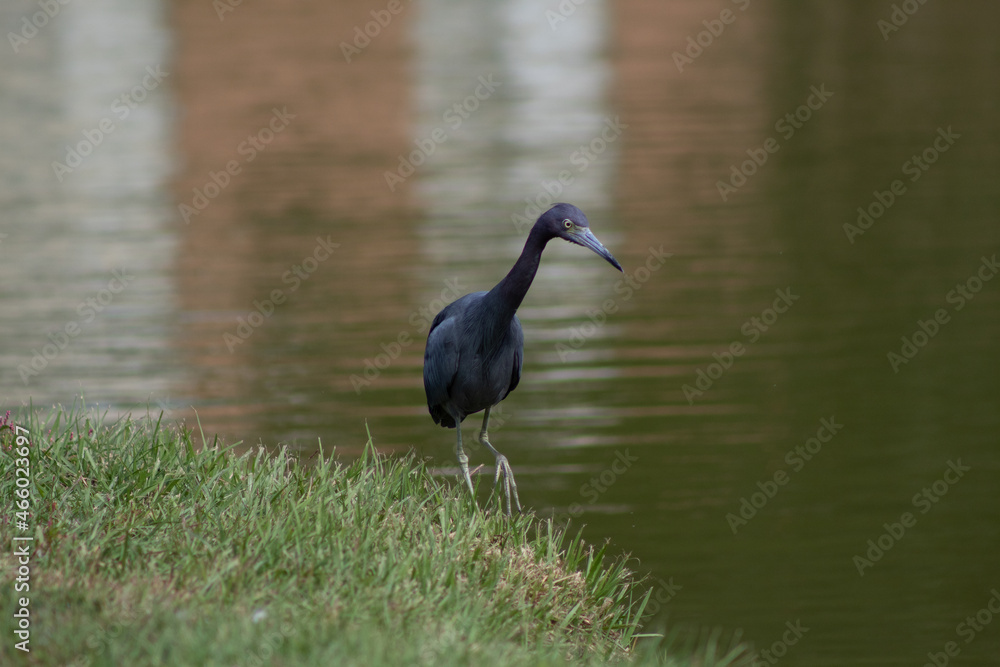 Naklejka premium Blue Heron by Pond