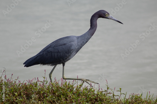 Blue Heron by Pond
