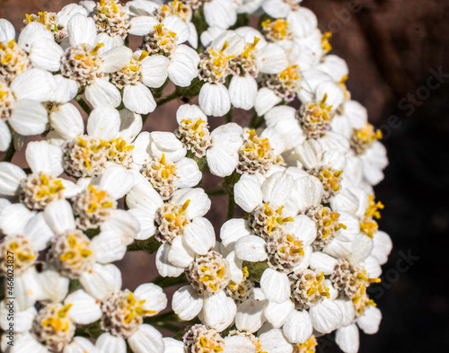 white flowers in the garden