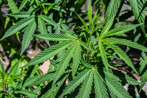 Closeup of pot (marijuana) plant