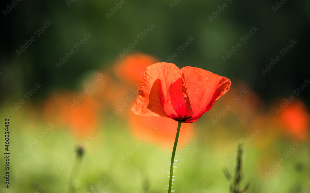 Naklejka premium Mohnblume