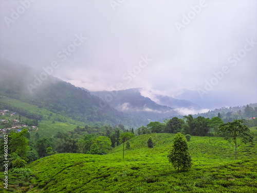 tea garden at misty mountain range amazing landscape covered with fog at morning