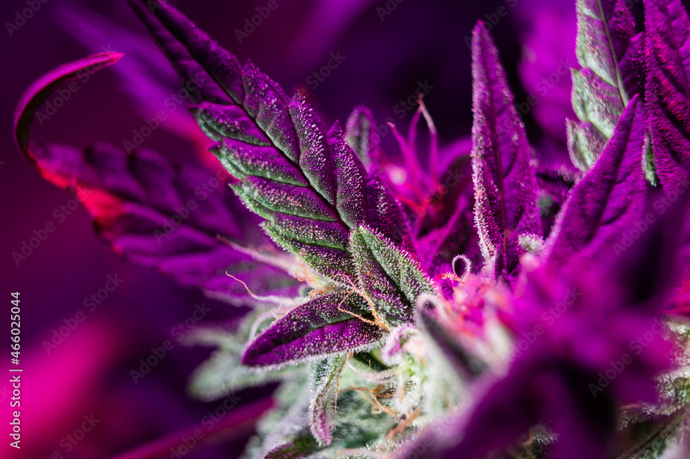 cannabis grow under led macro marijuana plant cannabis grow under led macro marijuana plant