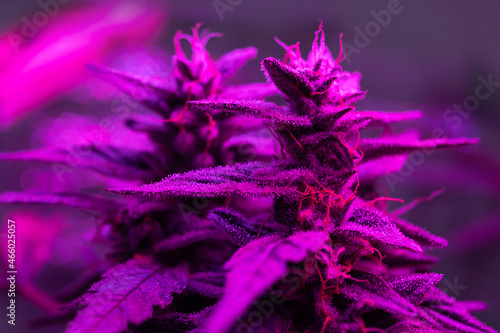 cannabis plant grow under led light