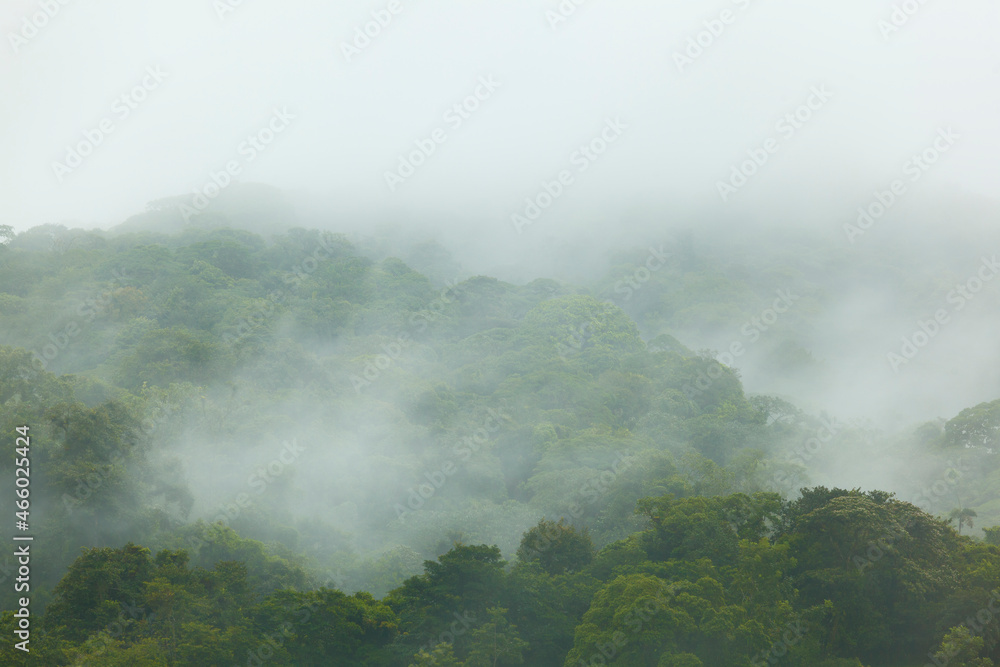 Cloudy forest, La Fortuna, Costa Rica