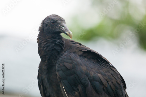 Vulture in Tortuguero  Costa Rica