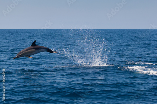 Dolphin, Cantabrian Sea, Basque Country, Spain photo