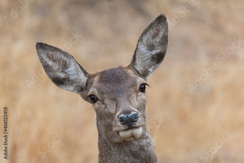 Wallpaper Mural Coe in Monfrague, Caceres, Extremadura, Spain Torontodigital.ca