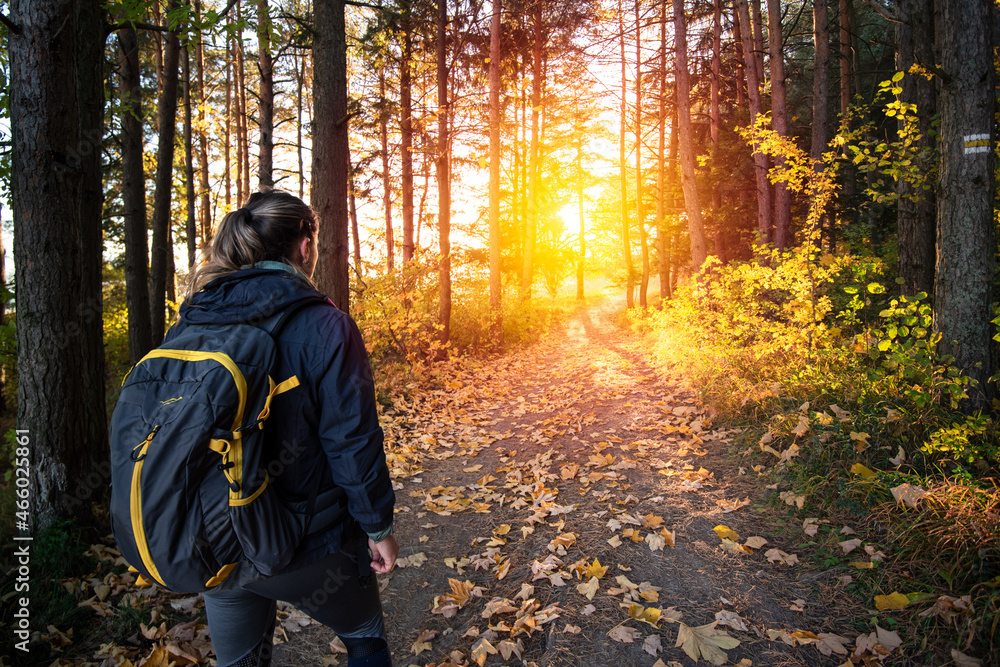 A tourist walks along a forest path against setting sun in the autumn countryside. 