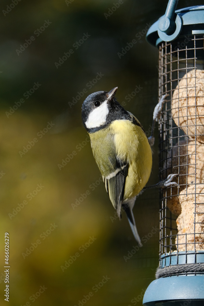 Naklejka premium On a sunny day, a titmouse sits on a feeding trough.