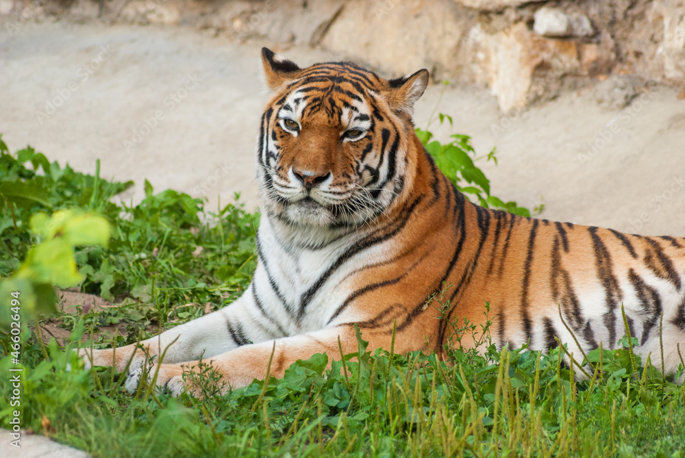 The tiger lies on the green grass against the background of stones The tiger lies on the green grass against the background of stones