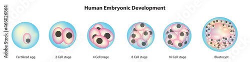 Human embryonic development stages (Cell dividing stages) photo