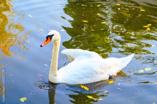 A wounded white swan with a diseased wing is floating on the pond.