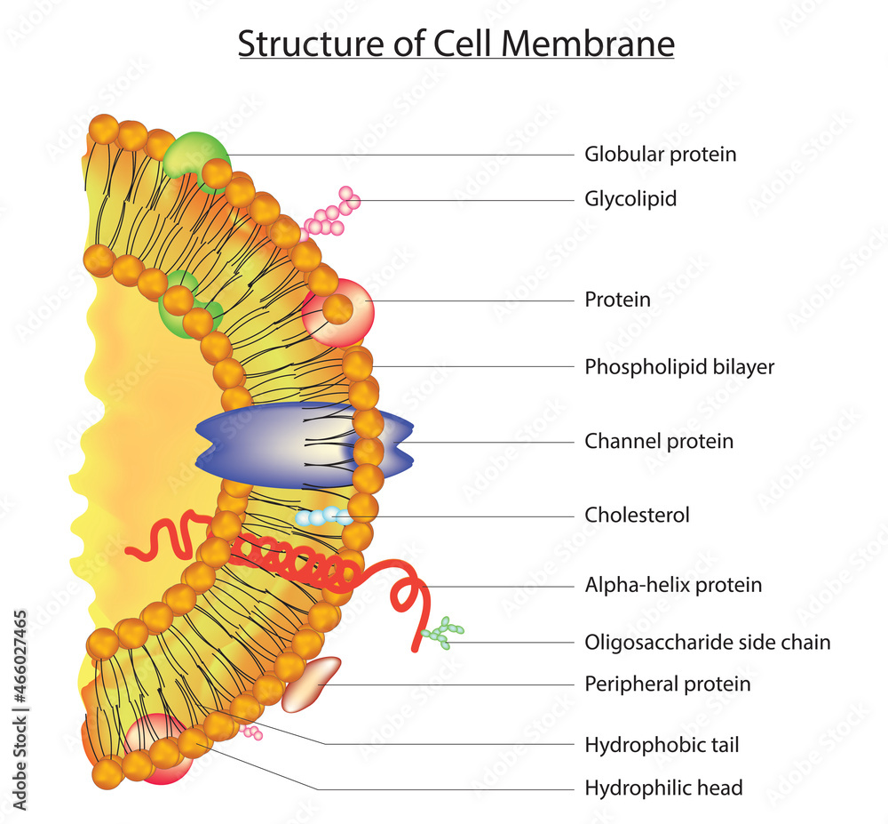 Biological structure of cell membrane (model of cell membrane), singer