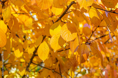 Autumn background of yellow leaves