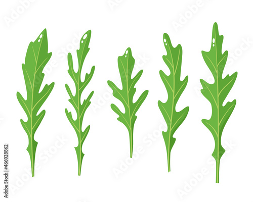 Cartoon bright arugula rucola leaves isolated on white.