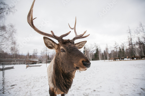 the red deer looks closely at the camera