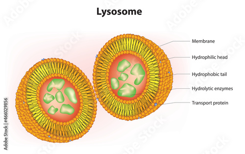 Biological illustration of Lysosome in eukaryotic cell   photo