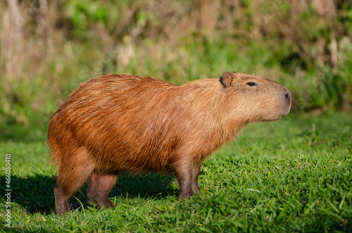 Capybara on grass