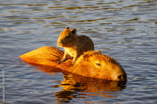 Baby capybara on top of mother, chilling on the lake or river at sunset. photo