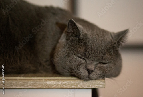 beautiful gray fluffy cat sleeping on the bedside table, close-up