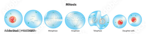 Stage of cell division of Mitosis in microbiology  photo