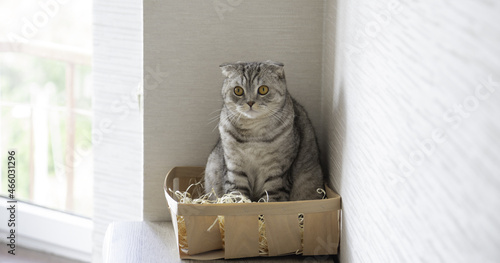 Cute cat sitting in the wooden box