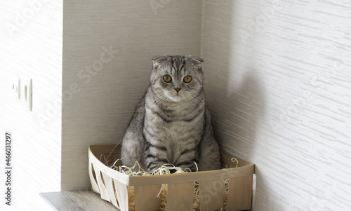 Cute cat sitting in the wooden box