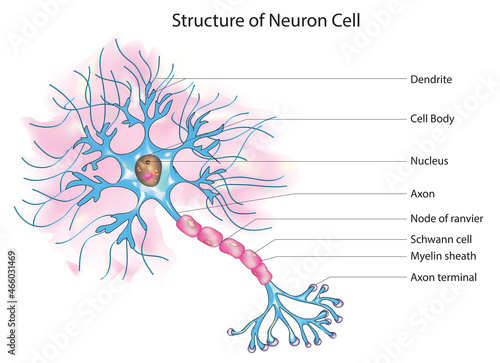 Structure of neuron cell (Labeled anatomy of neuron cell)