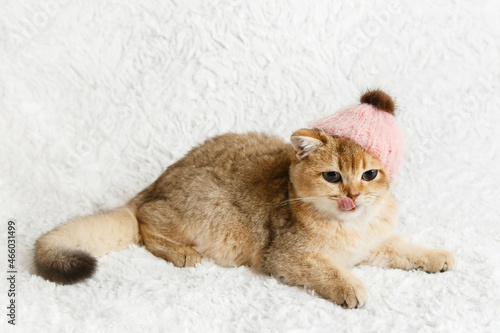 Cute Scottish straight golden shaded chinchilla (ny25) kitten in pink hat. Funny and curious kitten on white background. A breed of domestic cat .