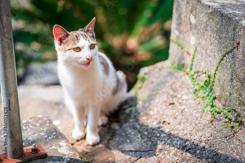 portrait of a cat in Yushima island