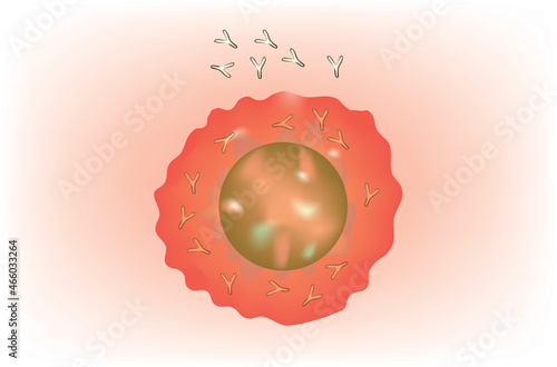 Biological illustration of Plasma cell with antibody