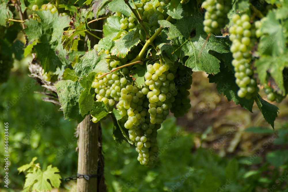 beautiful ripe sun kissed green grapevines from a vineyard on the riverbanks of the Moselle (Alken, Germany)    