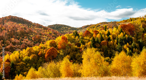 Fototapeta Naklejka Na Ścianę i Meble -  beautiful autumn landscapes in the Romanian mountains, Fantanele village area, Sibiu county, Cindrel mountains, Romania