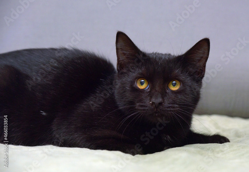 black young cat with yellow eyes