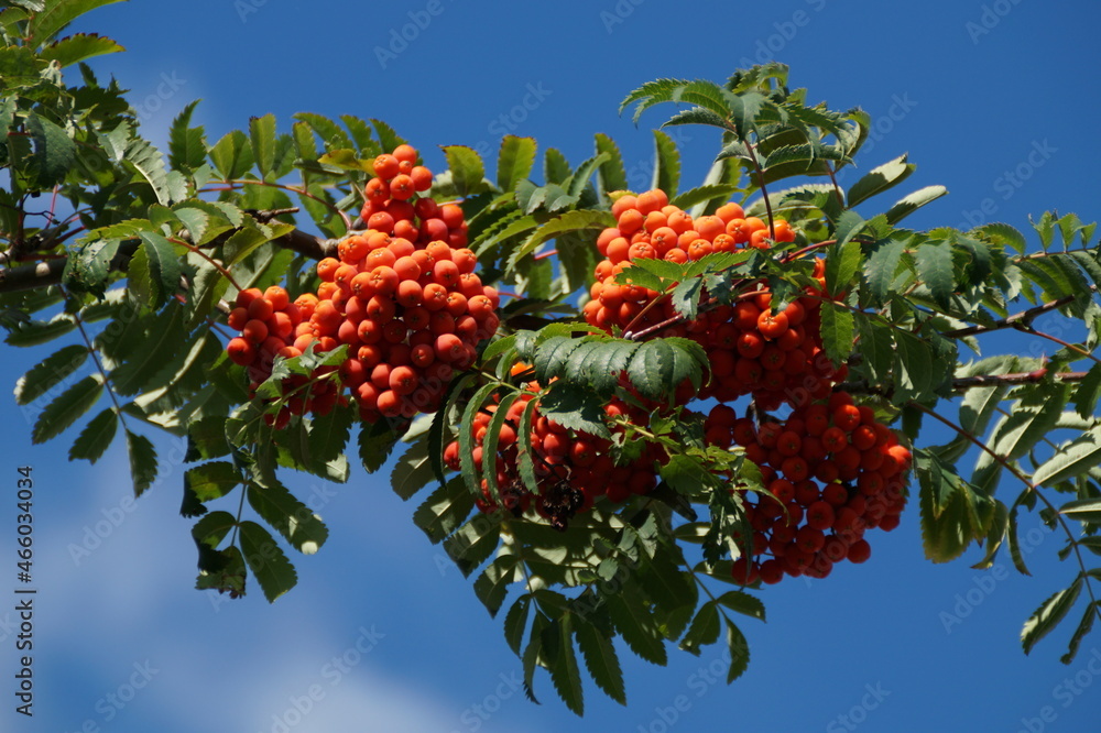 Beautiful ripe red rowan against the blue sky