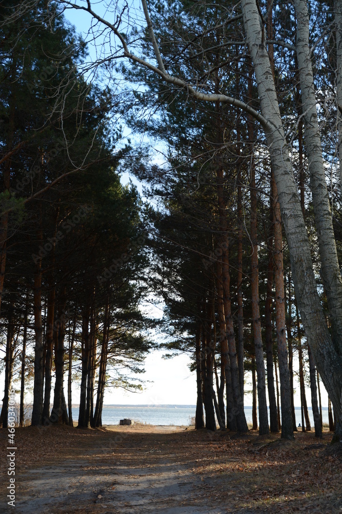Fototapeta premium nature