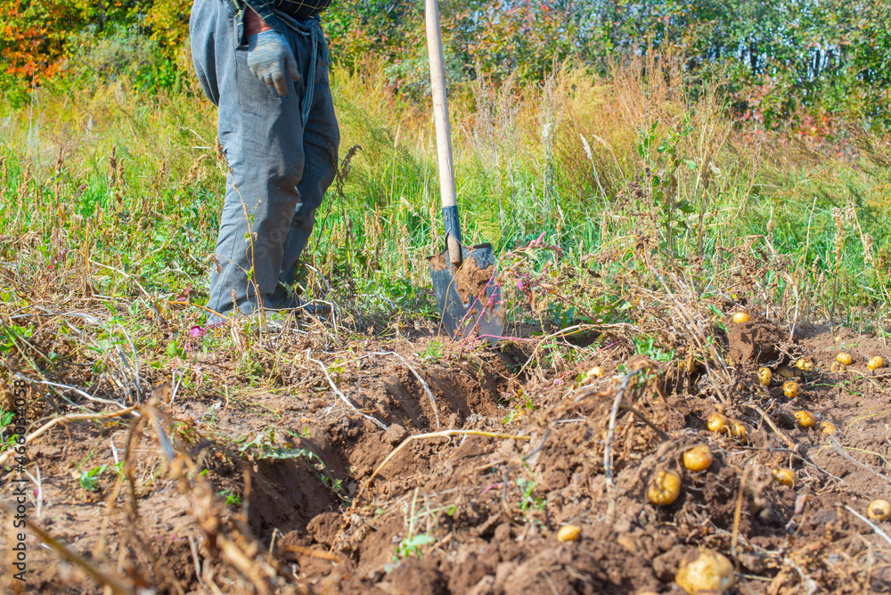 potatoes are dug with a shovel in autumn. High quality photo potatoes are dug with a shovel in autumn. High quality photo