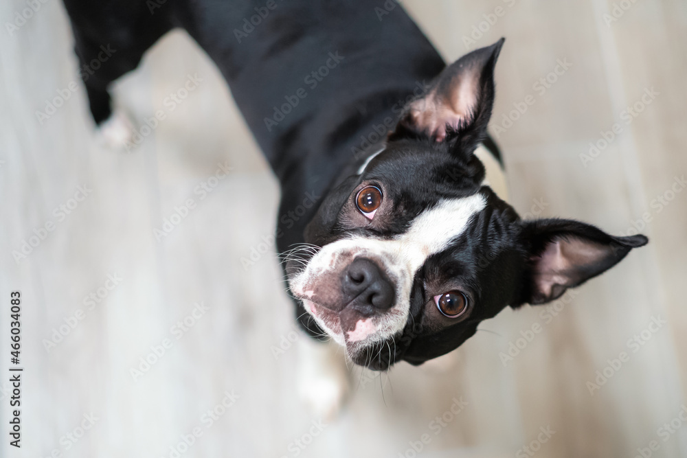 Portrait of a young Boston Terrier. She is indoors looking up at the camera.