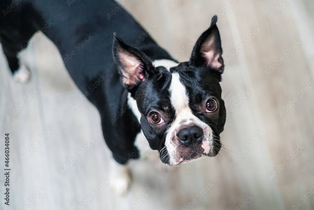 Portrait of a young Boston Terrier. She is indoors looking up at the camera. Portrait of a young Boston Terrier. She is indoors looking up at the camera.