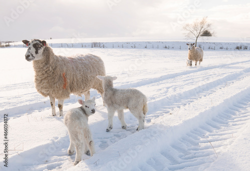 sheep  and lambs in snow
